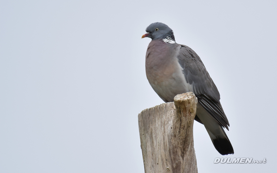 Wood Pigeon (Columba palumbus)